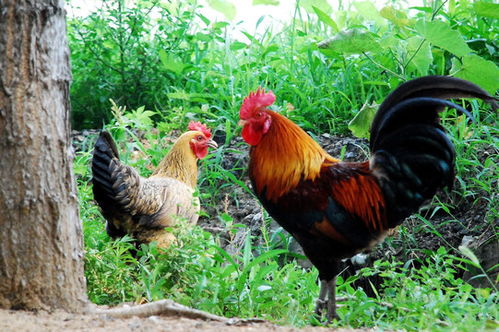 餐飲,其他攝影,攝影素材,攝影素材,匯圖網