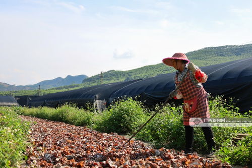 激活鄉村振興新動能 柳南區太陽村鎮積極發展特色產業