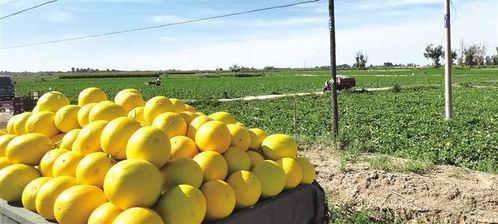 甘 味產品線上銷量成倍增長 甘肅特產成 網紅