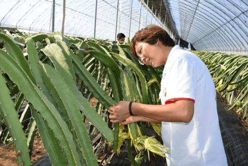 陜西閻良 為鄉(xiāng)村振興奠定產(chǎn)業(yè)基礎